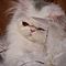 Blue-eyed-white-persian-kittens-for-adoption