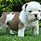 Outstanding-english-bulldog-puppies-available
