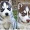Akc-top-quality-siberian-husky-puppies-for-adoption