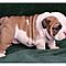 Akc-adorable-and-beautiful-english-bulldog-puppies-available