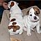 Gorgeous-english-bulldog-puppies-for-rehoming